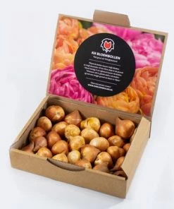 KH Bloembollen - 25 Tulpenbollen Dow Jones - Kleur Rood/Geel -Medisana Sales 550x366 61
