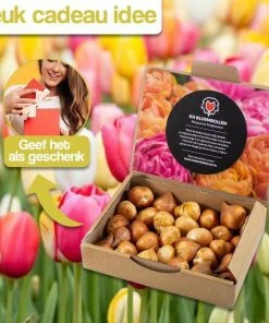 KH Bloembollen - 25 Tulpenbollen Dow Jones - Kleur Rood/Geel -Medisana Sales 550x550 523