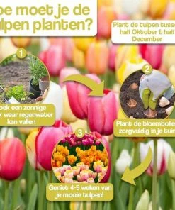 KH Bloembollen - 25 Tulpenbollen Dow Jones - Kleur Rood/Geel -Medisana Sales 550x550 524