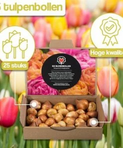 KH Bloembollen - 25 Tulpenbollen Dow Jones - Kleur Rood/Geel -Medisana Sales 550x550 526