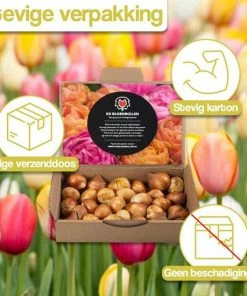 KH Bloembollen - 25 Tulpenbollen Dow Jones - Kleur Rood/Geel -Medisana Sales 550x550 527