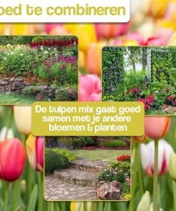 KH Bloembollen - 25 Tulpenbollen Dow Jones - Kleur Rood/Geel -Medisana Sales 550x550 528