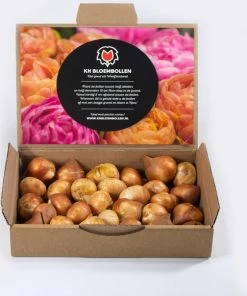 KH Bloembollen - 25 Tulpenbollen Dow Jones - Kleur Rood/Geel -Medisana Sales 550x604 3